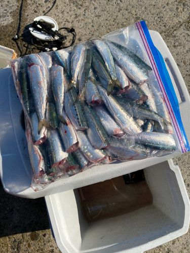 マイワシの釣果