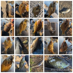 ブルーギルの釣果