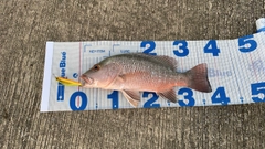 マングローブジャックの釣果