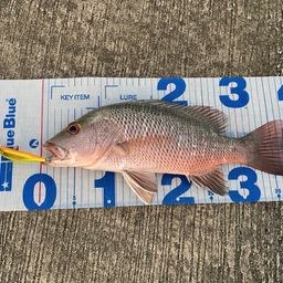 マングローブジャック