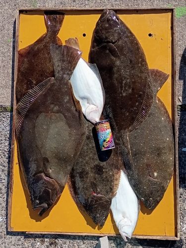 ヒラメの釣果