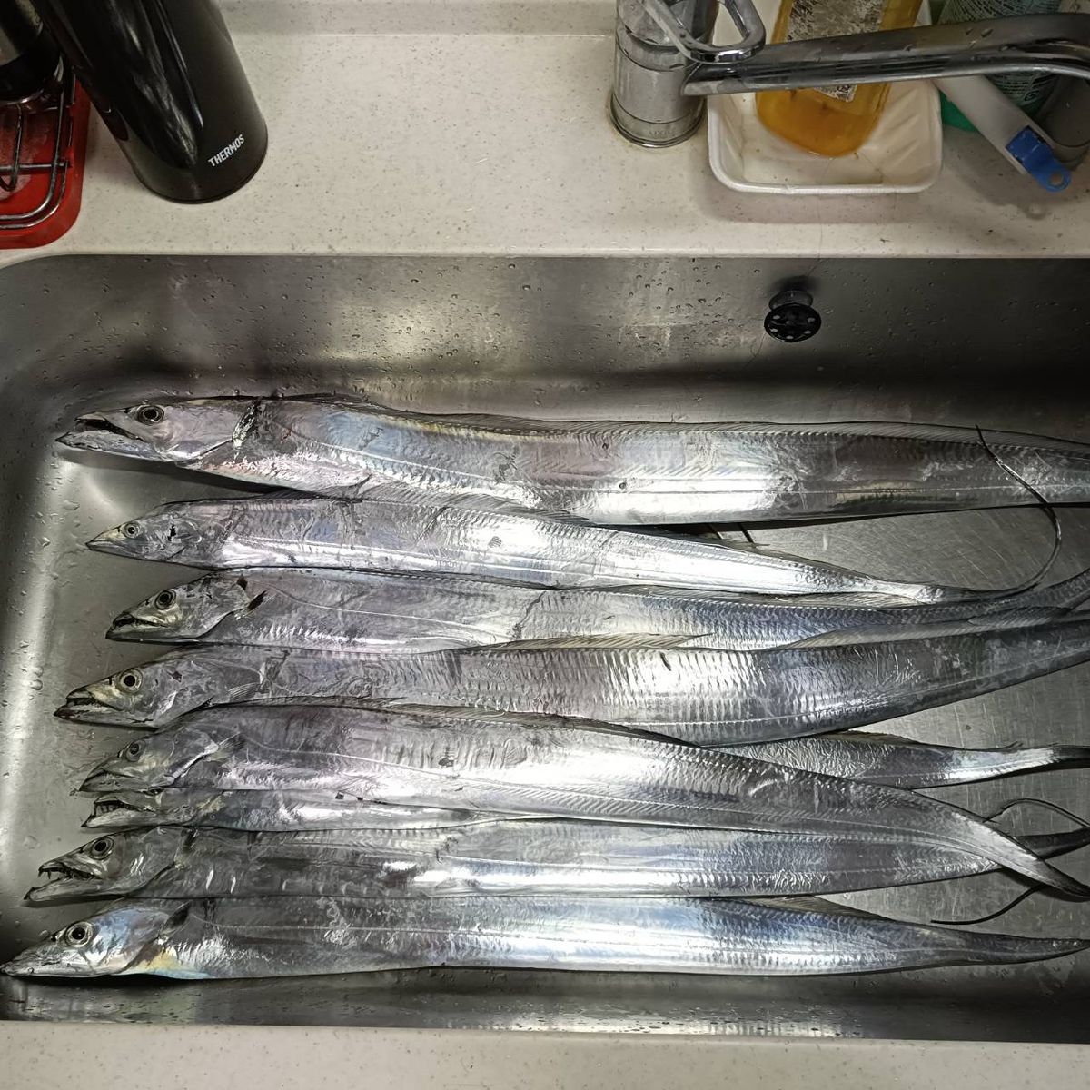 小心者の釣り師さんの釣果 3枚目の画像