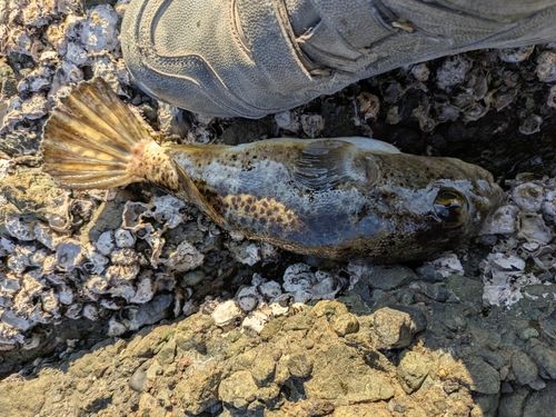 サザナミフグの釣果