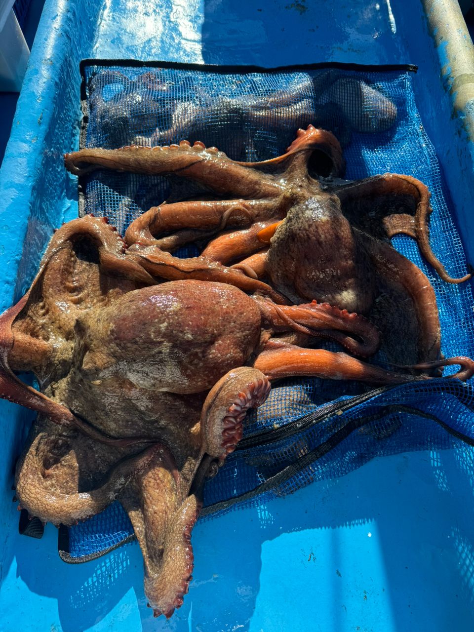 ファンタグレープさんの釣果 1枚目の画像