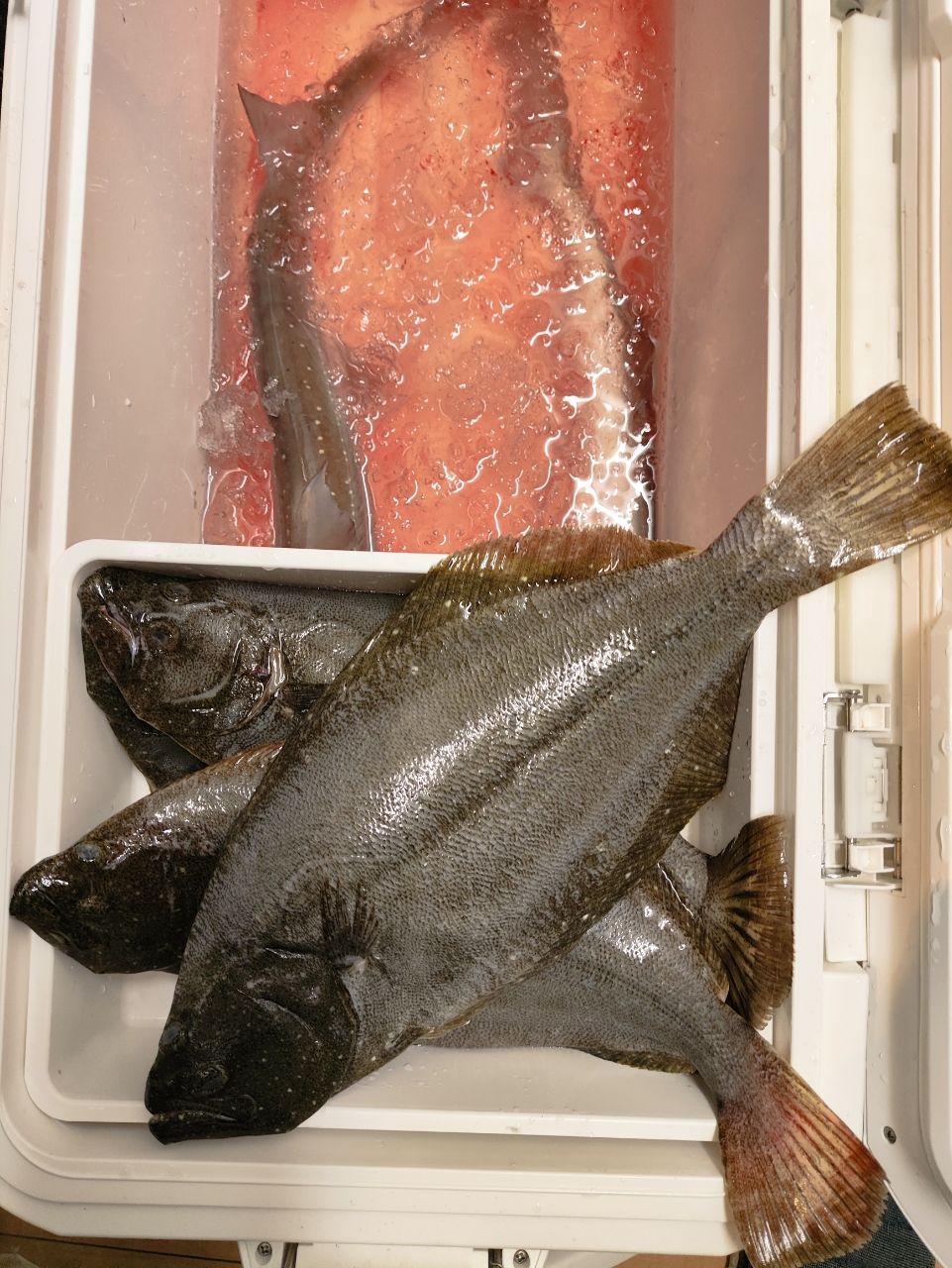 YAMATIGAさんの釣果 1枚目の画像