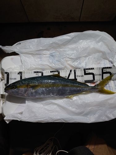 ヒラマサの釣果