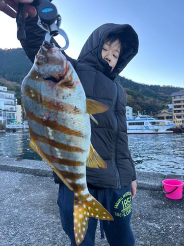 タカノハダイの釣果