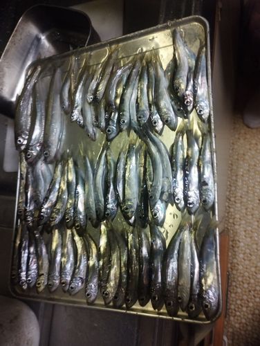 チカの釣果