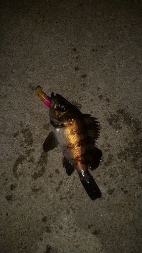 メバルの釣果