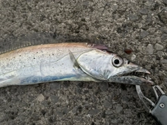 タチウオの釣果