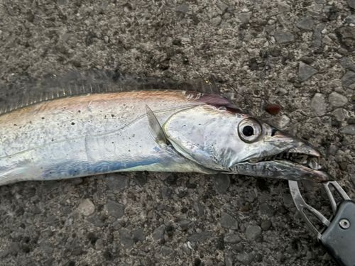 タチウオの釣果