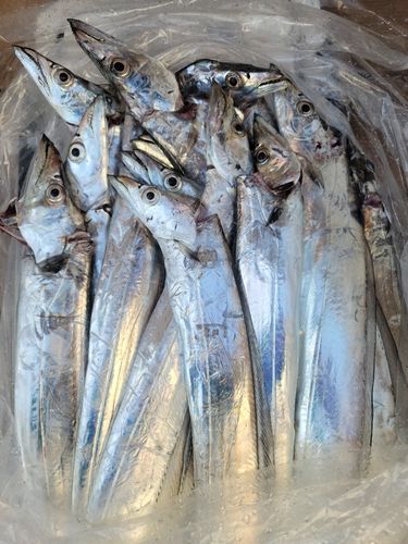 タチウオの釣果