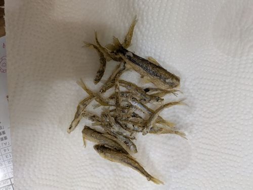 ワカサギの釣果