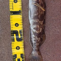 スモールマウスバス