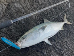 ブリの釣果
