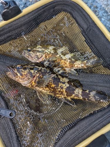 タケノコメバルの釣果