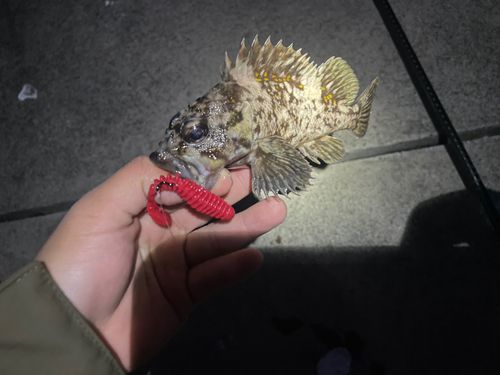 オウゴンムラソイの釣果