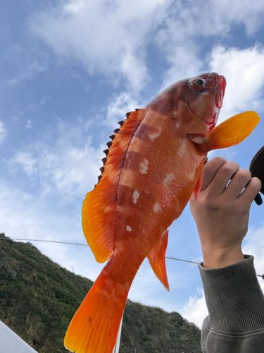 アカハタの釣果