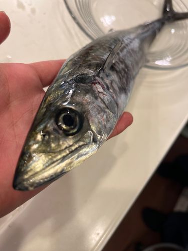 サゴシの釣果