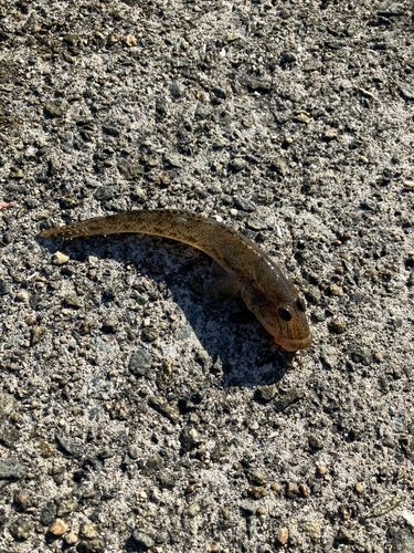 ゴマサバの釣果