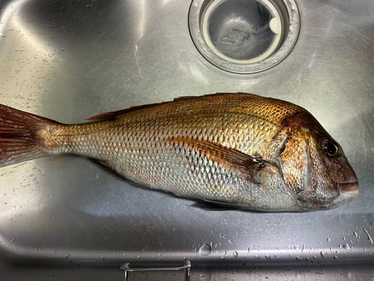 UOKINさんの釣果 1枚目の画像