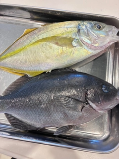 シマアジの釣果