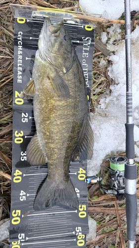 スモールマウスバスの釣果