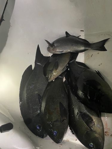 メジナの釣果