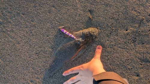 クロウシノシタの釣果