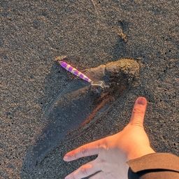 クロウシノシタ