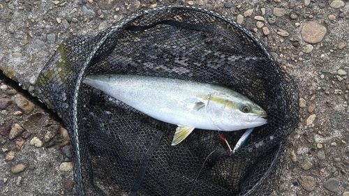 フクラギの釣果