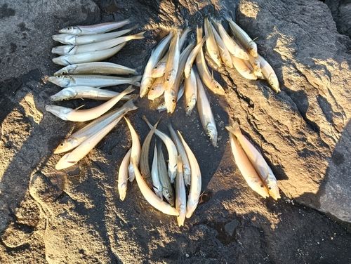 シロギスの釣果