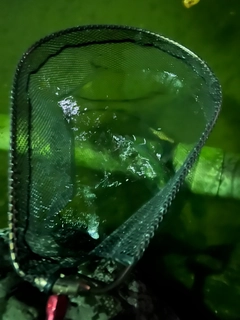 ニジマスの釣果