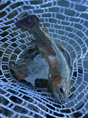 ベリーパーク in FISH ON! 王禅寺