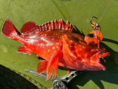 ウッカリカサゴの釣果