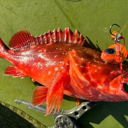 ウッカリカサゴ