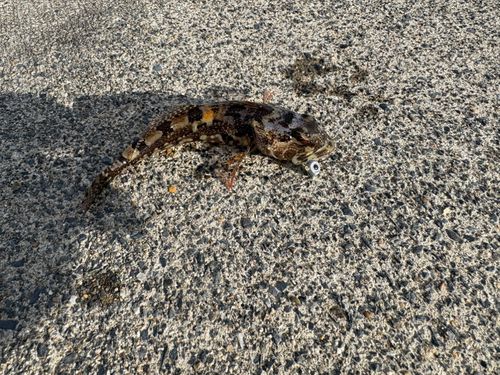 アナハゼの釣果