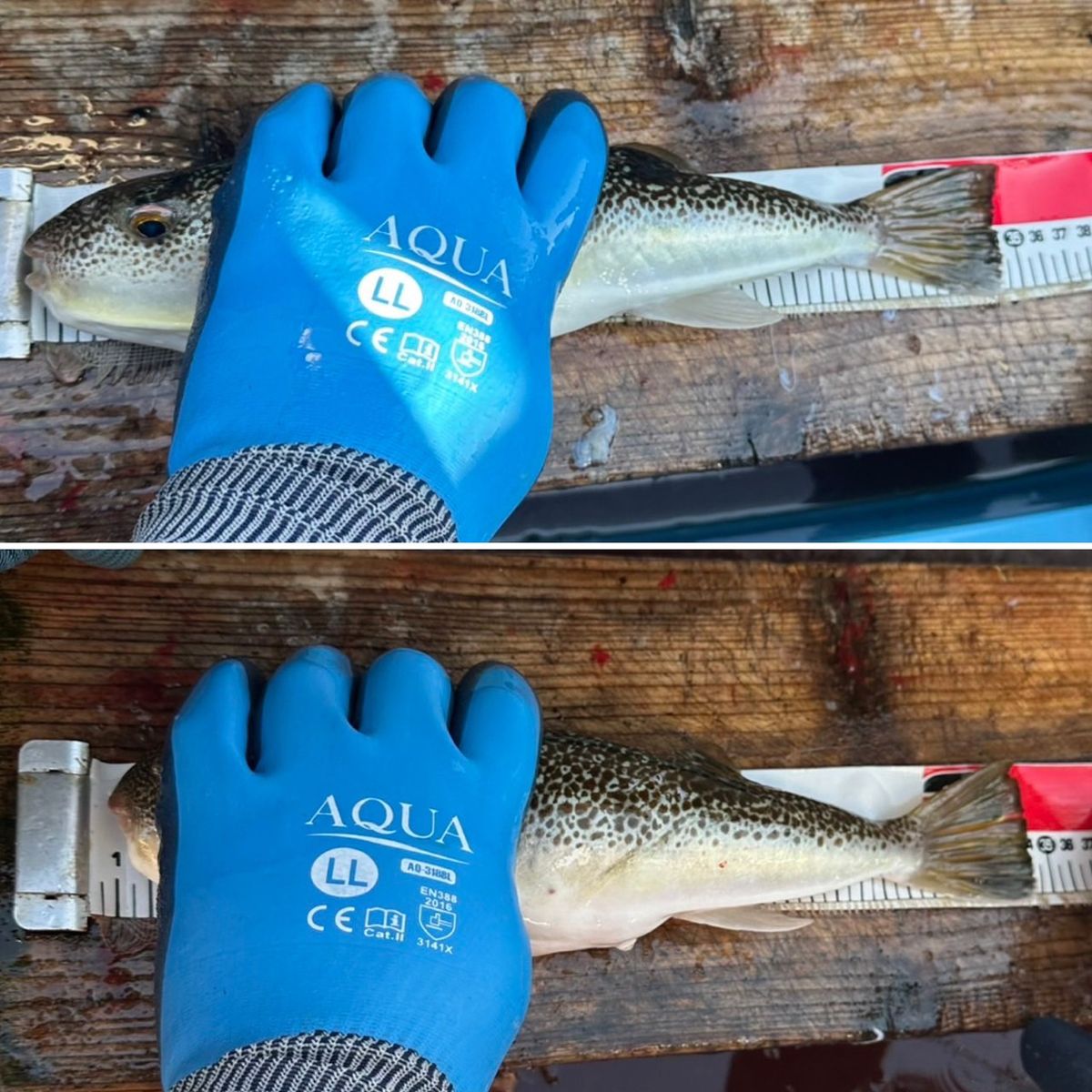 剛丸@古宮漁港さんの釣果 3枚目の画像