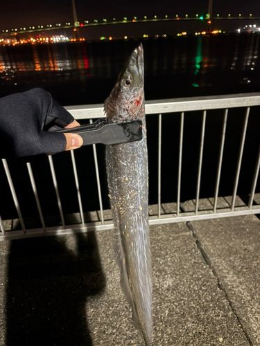 タチウオの釣果