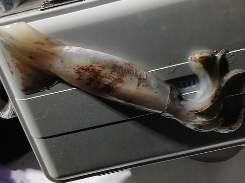 イカの釣果