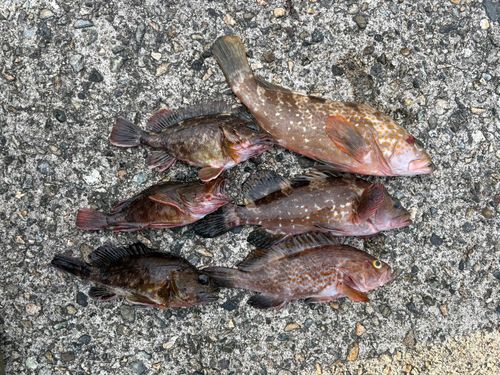 キジハタの釣果