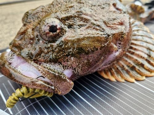 ギスカジカの釣果