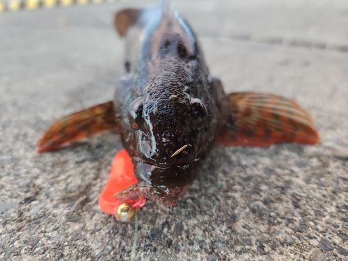 クジメの釣果
