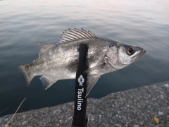 セイゴ（ヒラスズキ）の釣果