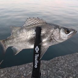 セイゴ（ヒラスズキ）