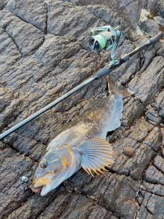 アイナメの釣果