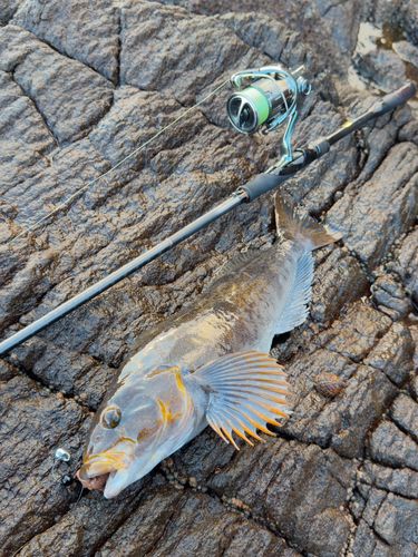 アイナメの釣果