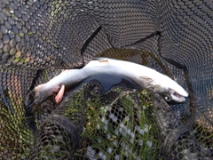 サクラマスの釣果