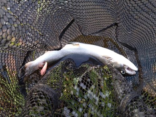 サクラマスの釣果