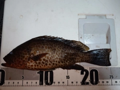 オオモンハタの釣果